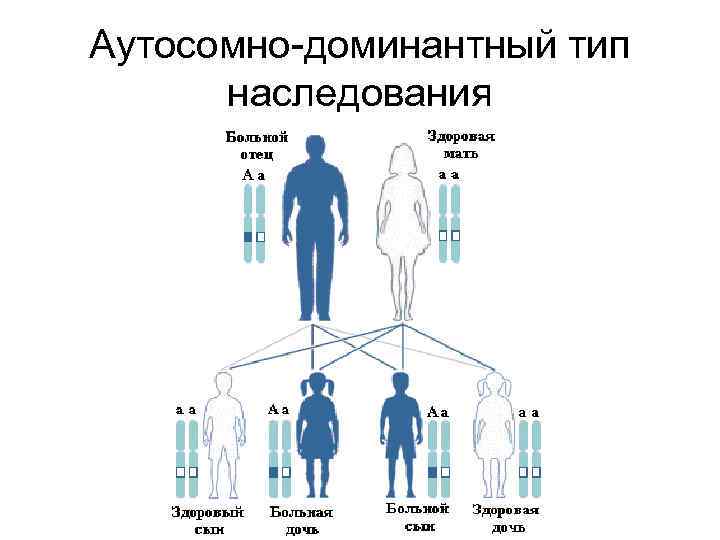 Аутосомно-доминантный тип наследования 