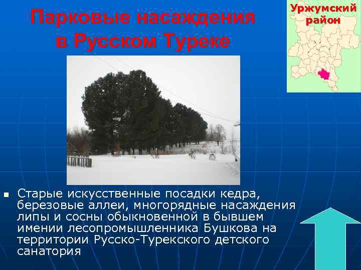 Парковые насаждения в Русском Туреке n Уржумский район Старые искусственные посадки кедра, березовые аллеи,