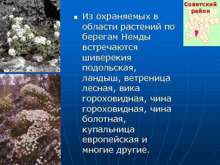 n Из охраняемых в области растений по берегам Немды встречаются шиверекия подольская, ландыш, ветреница