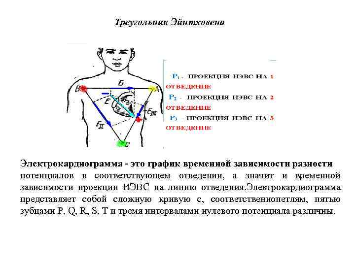 Треугольник Эйнтховена Электрокардиограмма - это график временной зависимости разности потенциалов в соответствующем отведении, а