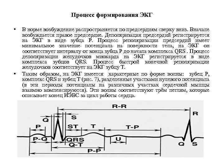 Процесс формирования ЭКГ • • В норме возбуждение распространяется по предсердиям сверху вниз. Вначале