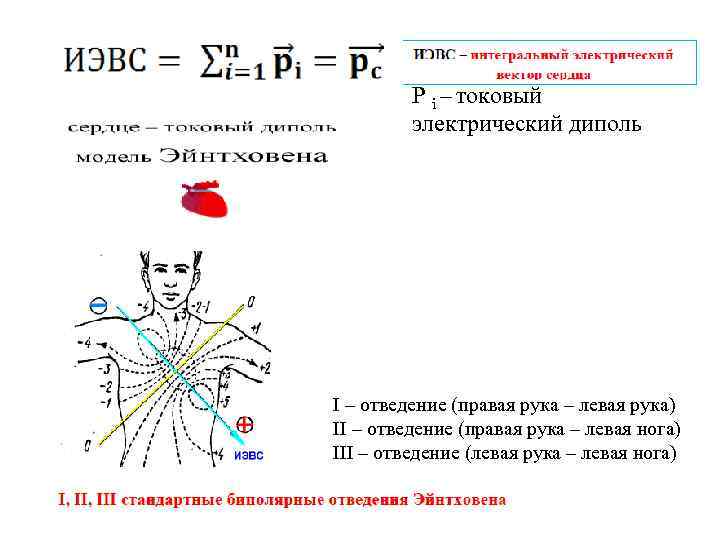 P i – токовый электрический диполь I – отведение (правая рука – левая рука)