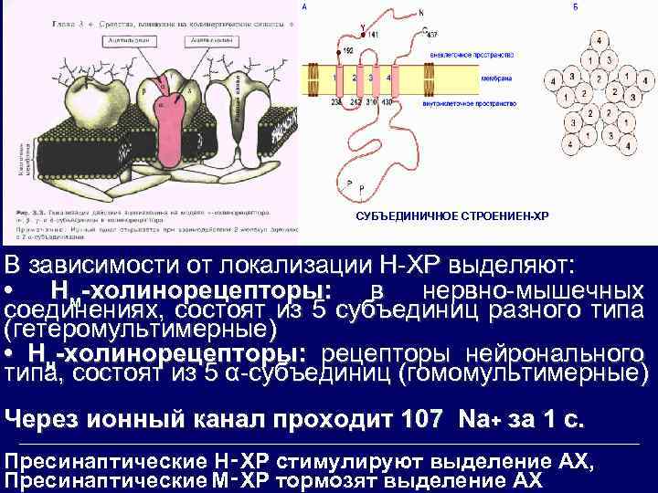  СУБЪЕДИНИЧНОЕ СТРОЕНИЕН-ХР В зависимости от локализации Н-ХР выделяют: • Нм-холинорецепторы: в нервно-мышечных соединениях,