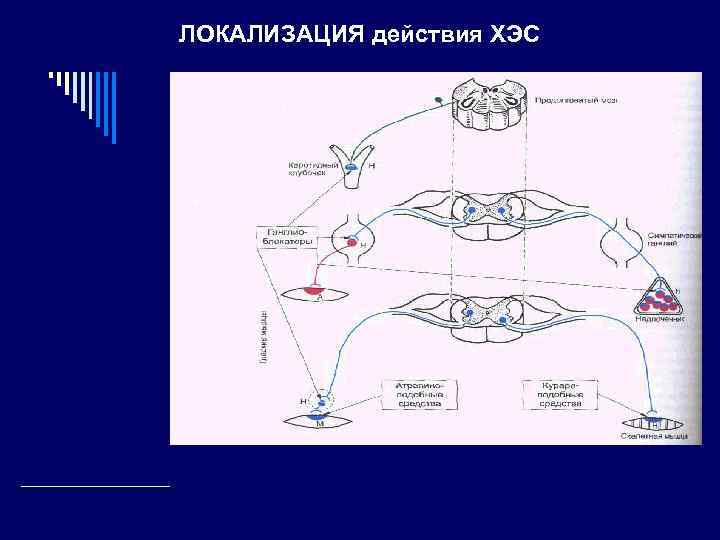 ЛОКАЛИЗАЦИЯ действия ХЭС 