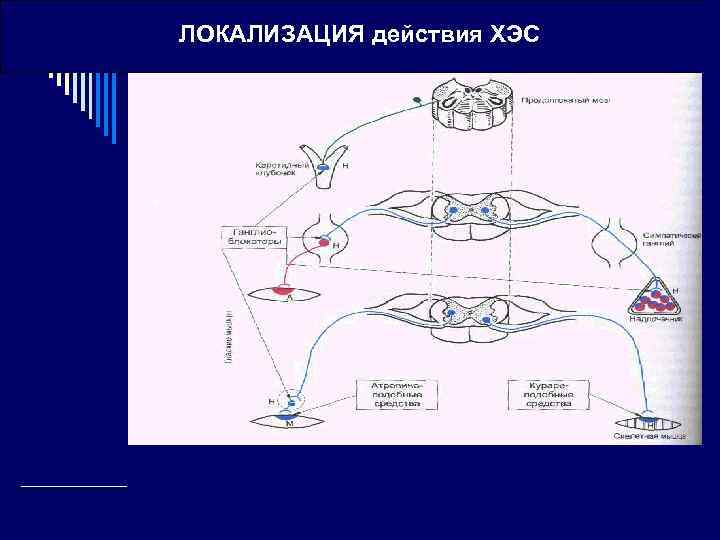 ЛОКАЛИЗАЦИЯ действия ХЭС 