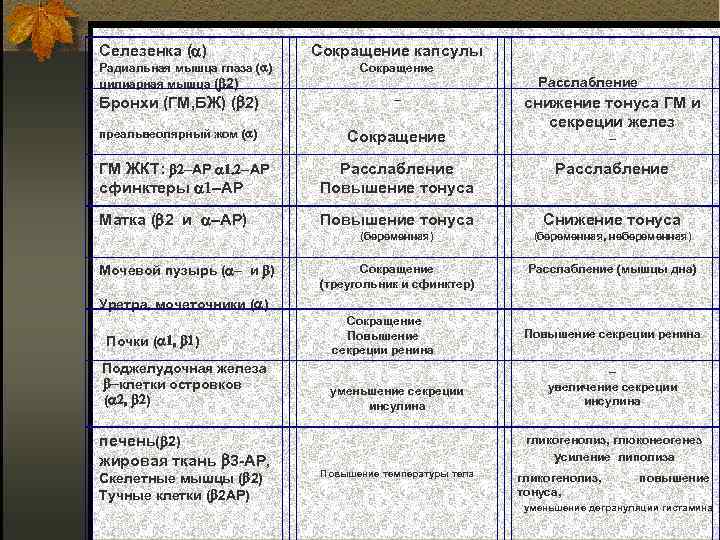 Селезенка ( ) Радиальная мышца глаза ( ) цилиарная мышца ( 2) Сокращение капсулы