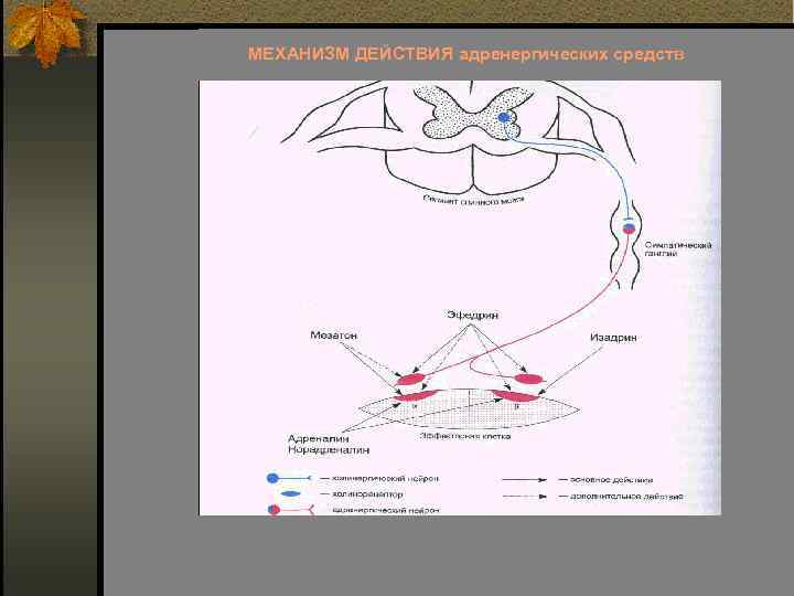 МЕХАНИЗМ ДЕЙСТВИЯ адренергических средств 