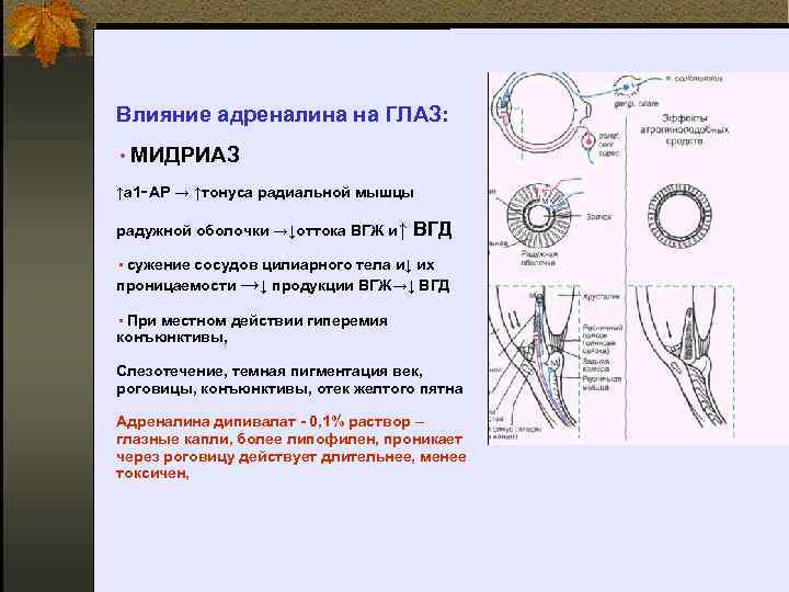 Влияние адреналина на ГЛАЗ: • МИДРИАЗ ↑a 1‑АР → ↑тонуса радиальной мышцы радужной оболочки