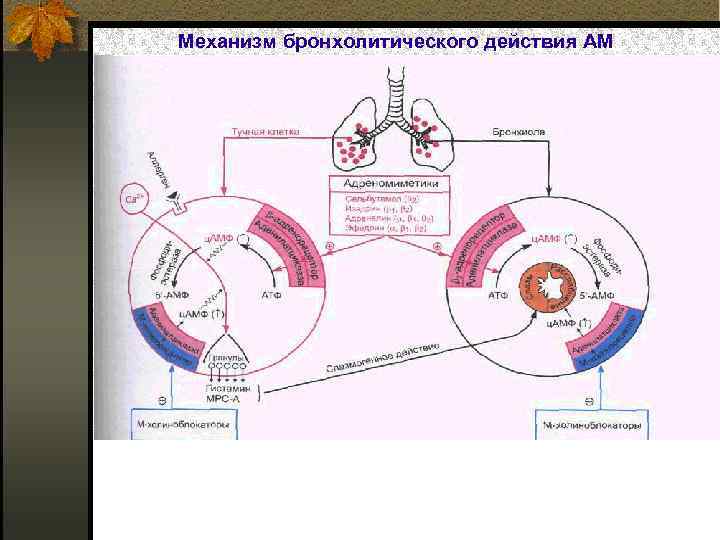 Механизм бронхолитического действия АМ 