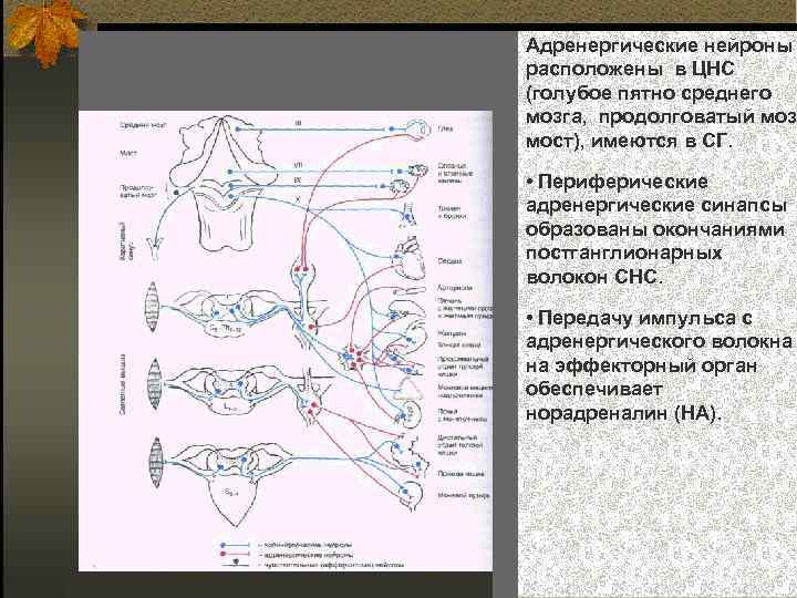 Адренергические нейроны расположены в ЦНС (голубое пятно среднего мозга, продолговатый моз мост), имеются в