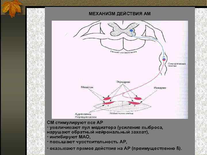 МЕХАНИЗМ ДЕЙСТВИЯ АМ СМ стимулируют все АР • увеличивают пул медиатора (усиление выброса, нарушают