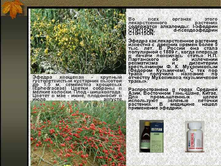 Эфедра хвощевая крупный густоветвистый кустарник высотой до 1, 5 м, семейства хвощевых (Ephedraceae) Цветки