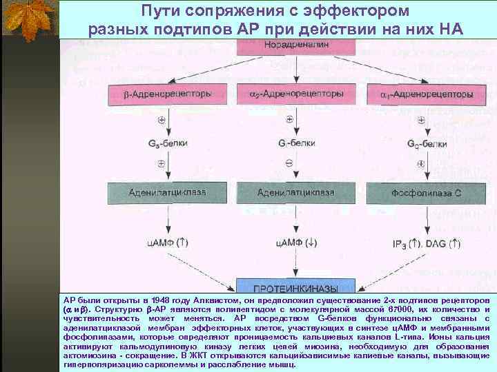 Пути сопряжения с эффектором разных подтипов АР при действии на них НА АР были