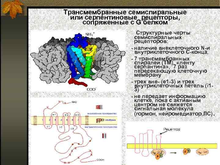  Трансмембранные семиспиральные или серпентиновые рецепторы, сопряженные с G белком семиспиральных Структурные черты рецепторов: