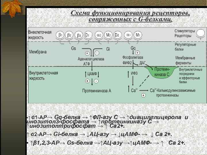 Схема функционирования рецепторов, сопряженных с G-белками. • ↑ ά 1 АР→ Gq-белка → ↑ФЛ-азу