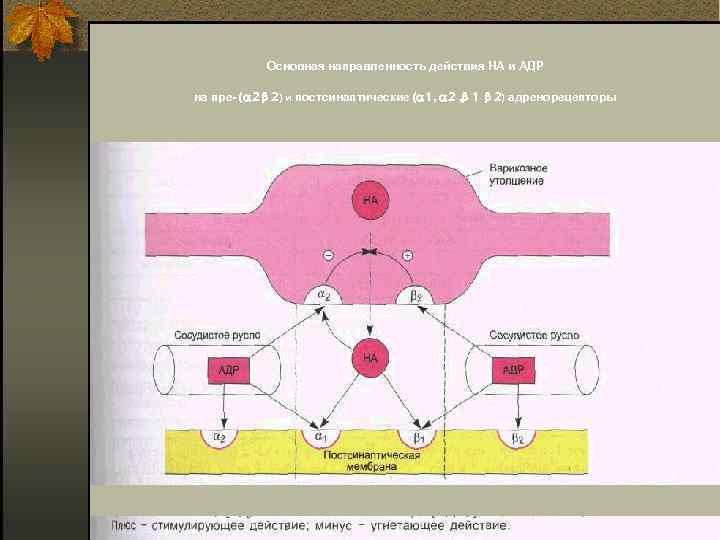 Основная направленность действия НА и АДР на пре ( 2 2) и постсинаптические (