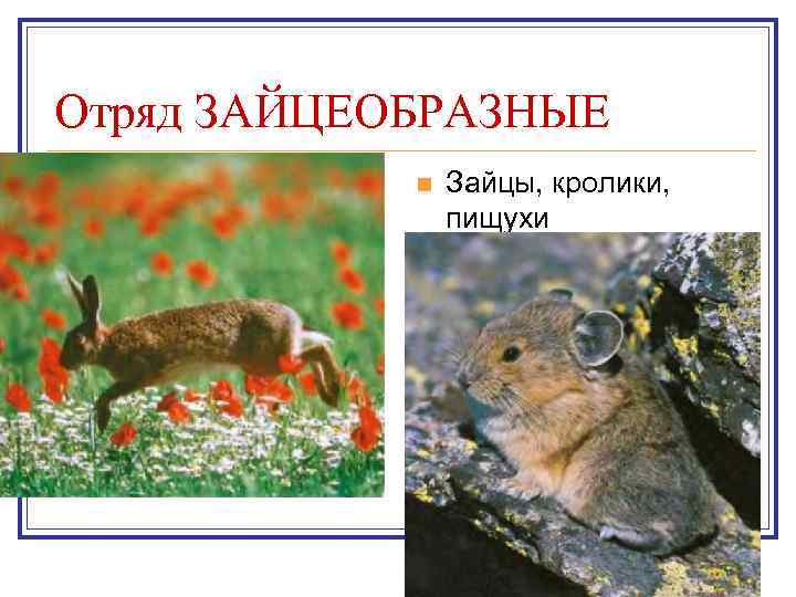 Отряд ЗАЙЦЕОБРАЗНЫЕ n Зайцы, кролики, пищухи 