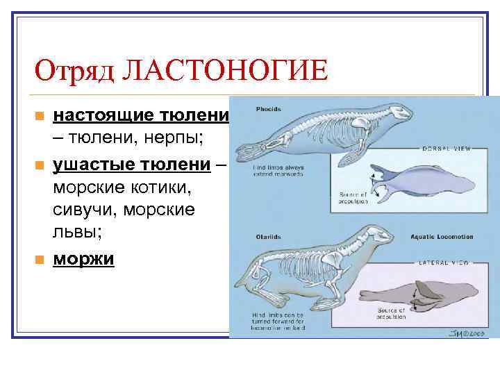 Отряд ЛАСТОНОГИЕ n n n настоящие тюлени – тюлени, нерпы; ушастые тюлени – морские