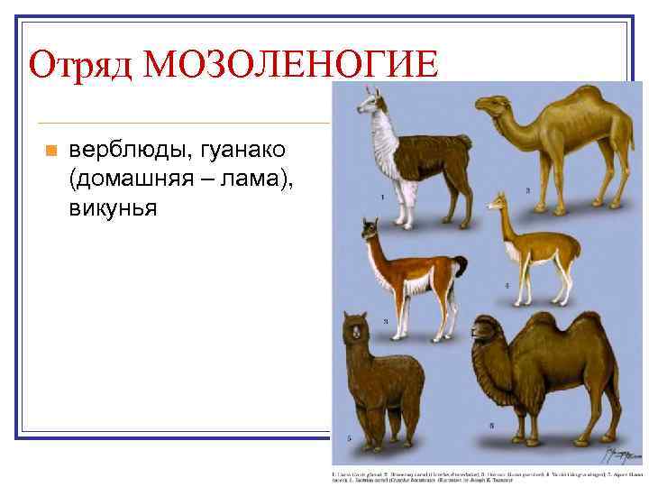 Отряд МОЗОЛЕНОГИЕ n верблюды, гуанако (домашняя – лама), викунья 