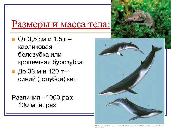 Размеры и масса тела: n n От 3, 5 см и 1, 5 г