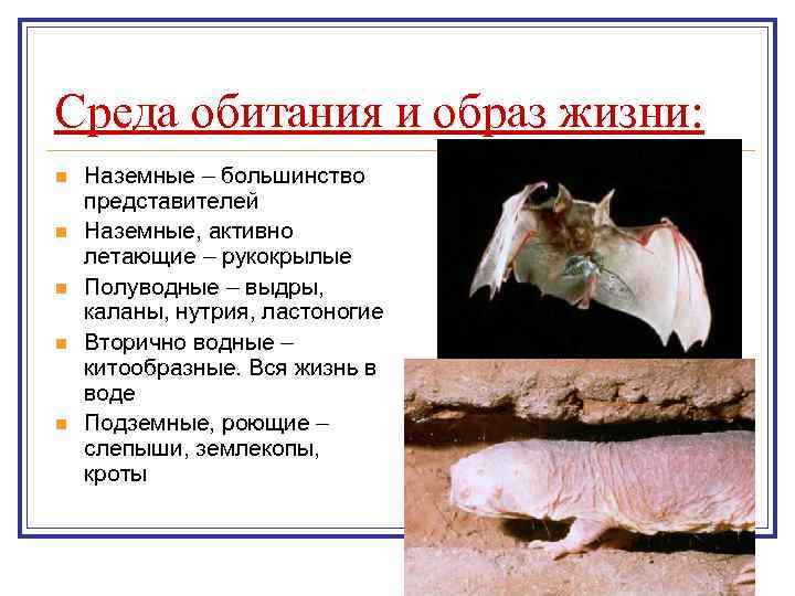 Среда обитания и образ жизни: n n n Наземные – большинство представителей Наземные, активно