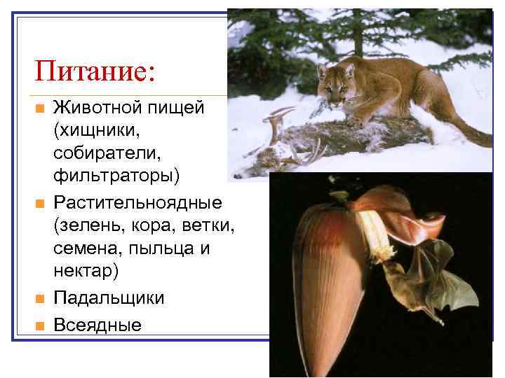Питание: n n Животной пищей (хищники, собиратели, фильтраторы) Растительноядные (зелень, кора, ветки, семена, пыльца