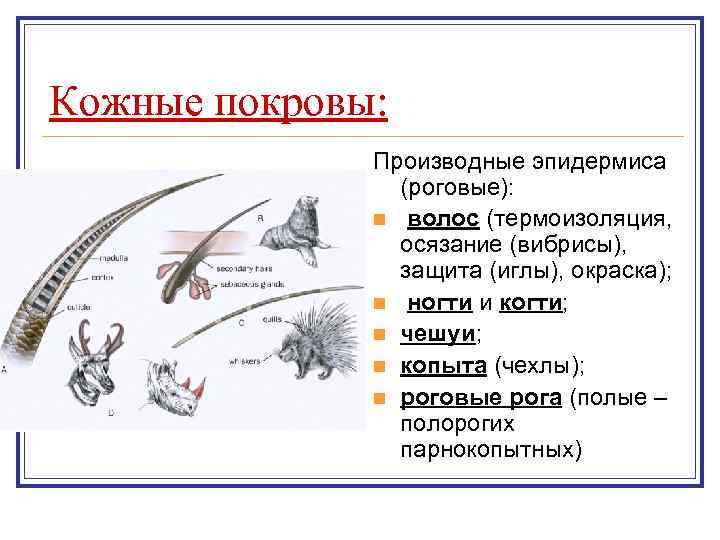 Кожные покровы: Производные эпидермиса (роговые): n волос (термоизоляция, осязание (вибрисы), защита (иглы), окраска); n