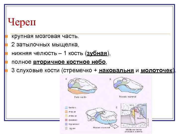 Череп n n n крупная мозговая часть. 2 затылочных мыщелка, нижняя челюсть – 1
