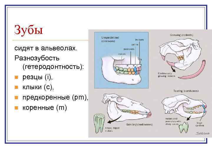 Зубы сидят в альвеолах. Разнозубость (гетеродонтность): n резцы (i), n клыки (c), n предкоренные