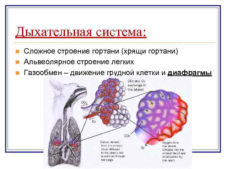 Органы дыхания у млекопитающих схема