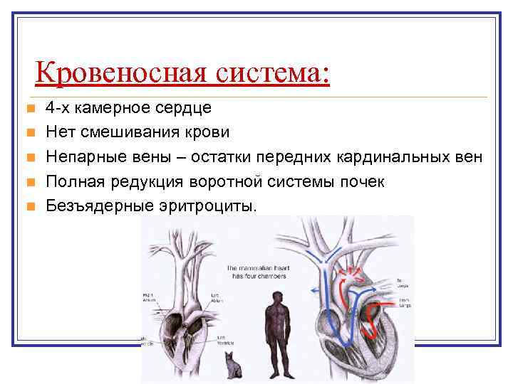 Кровеносная система: n n n 4 -х камерное сердце Нет смешивания крови Непарные вены