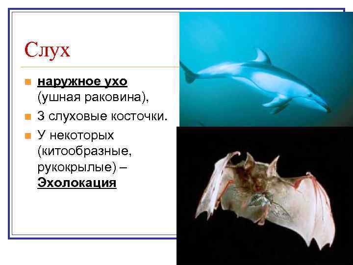 Слух n n n наружное ухо (ушная раковина), 3 слуховые косточки. У некоторых (китообразные,