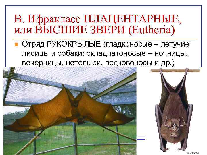 B. Ифракласс ПЛАЦЕНТАРНЫЕ, или ВЫСШИЕ ЗВЕРИ (Eutheria) n Отряд РУКОКРЫЛЫЕ (гладконосые – летучие лисицы