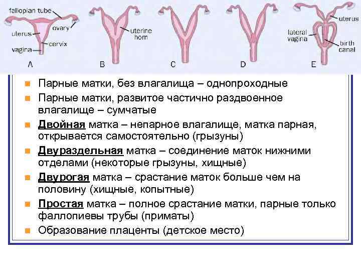 Длина Женского Влагалища