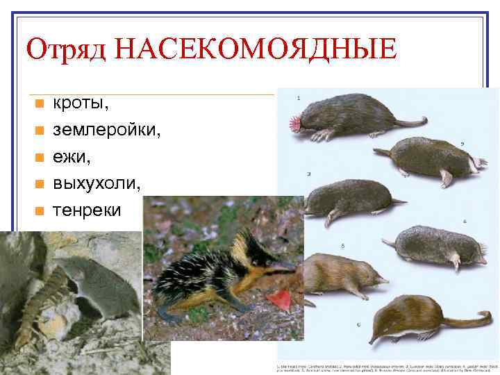 Отряд НАСЕКОМОЯДНЫЕ n n n кроты, землеройки, ежи, выхухоли, тенреки 