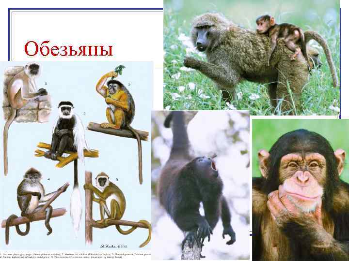 Обезьяны 