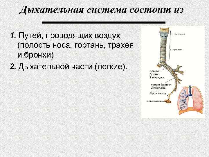 Дыхательная система состоит из 1. Путей, проводящих воздух (полость носа, гортань, трахея и бронхи)