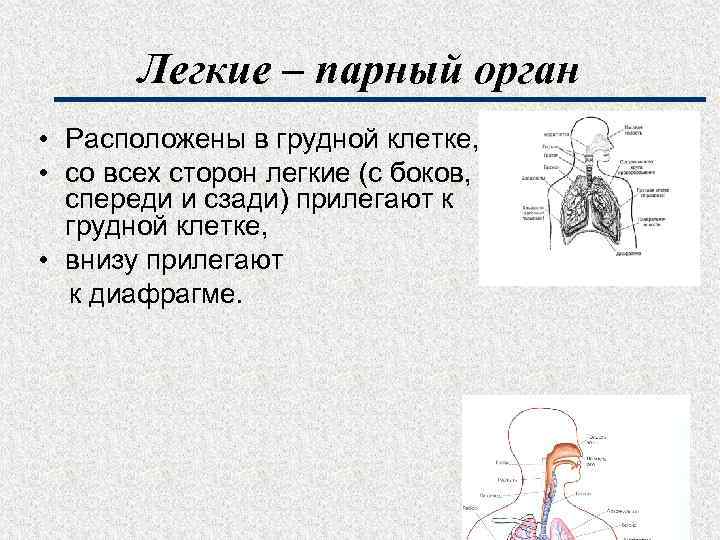 Легкие – парный орган • Расположены в грудной клетке, • со всех сторон легкие