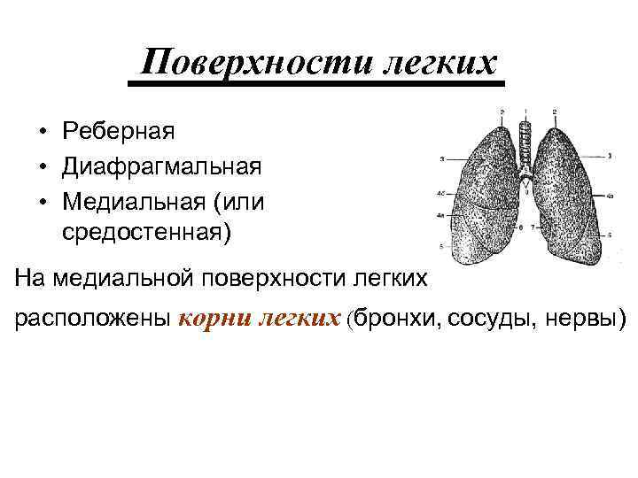 Как называется легкий