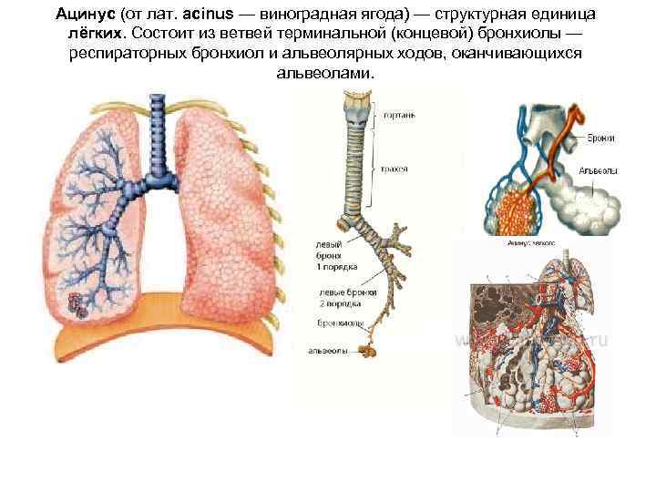 Альвеолярные легкие характерны для. Бронхиолы и альвеолы легких. Бронхиолы легких. Строение легких ацинус. Строение легких альвеолы бронхиолы.