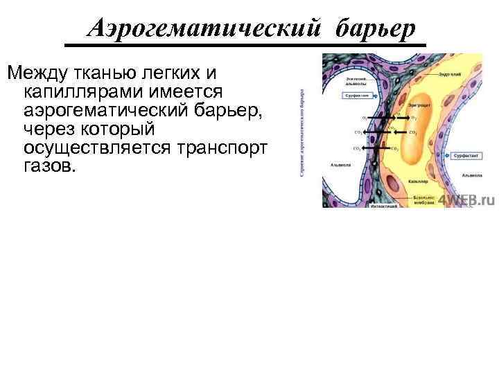 Аэрогематический барьер Между тканью легких и капиллярами имеется аэрогематический барьер, через который осуществляется транспорт