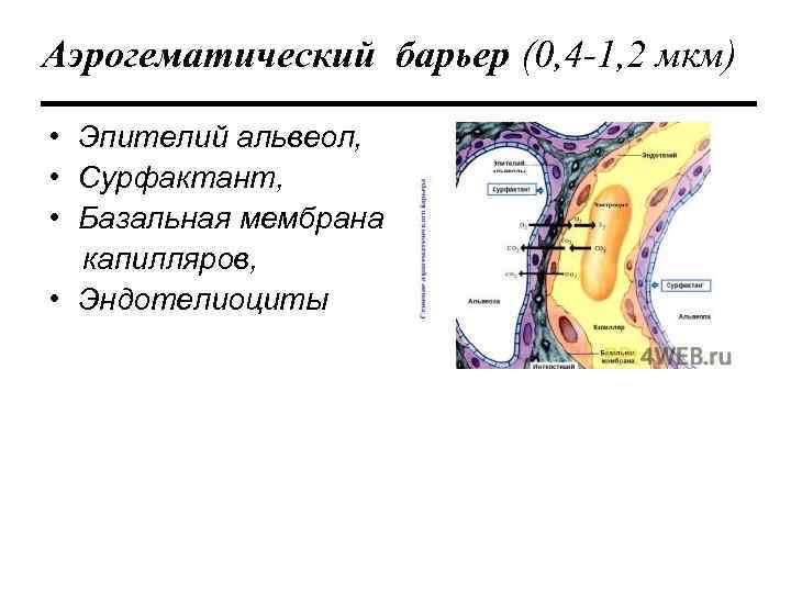 Аэрогематический барьер гистология рисунок