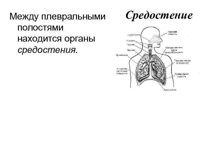 Между плевральными полостями находится органы средостения. Средостение 