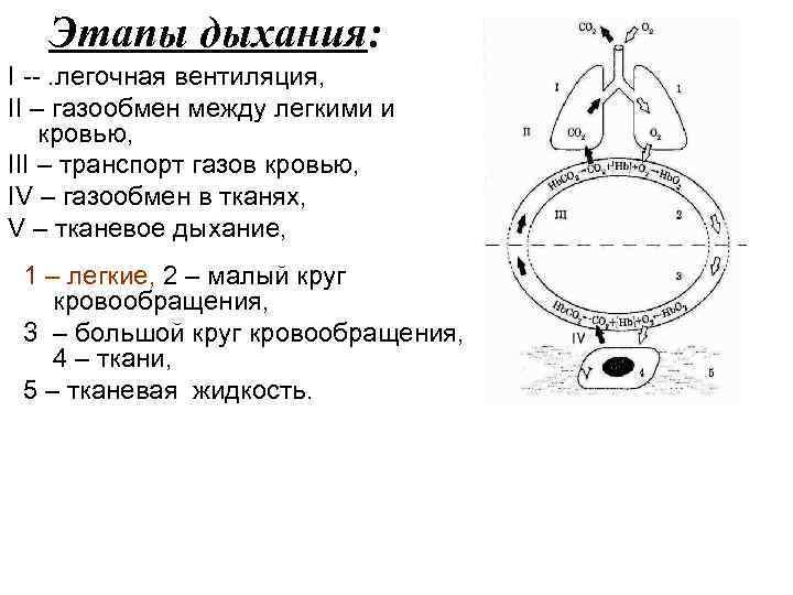 Этапы дыхания: I --. легочная вентиляция, II – газообмен между легкими и кровью, III