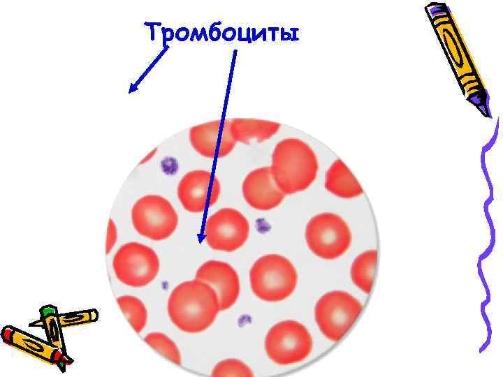 Тромбоциты 