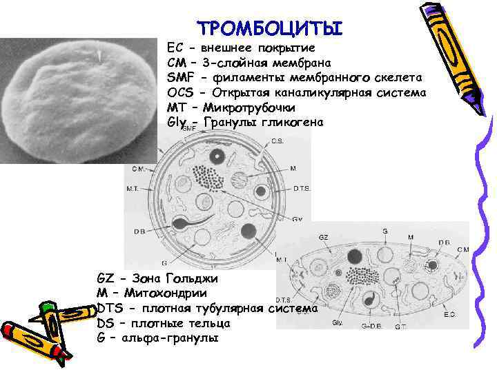 ТРОМБОЦИТЫ EC - внешнее покрытие СМ – 3 -слойная мембрана SMF - филаменты мембранного