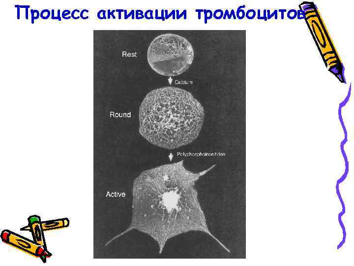 Процесс активации тромбоцитов 