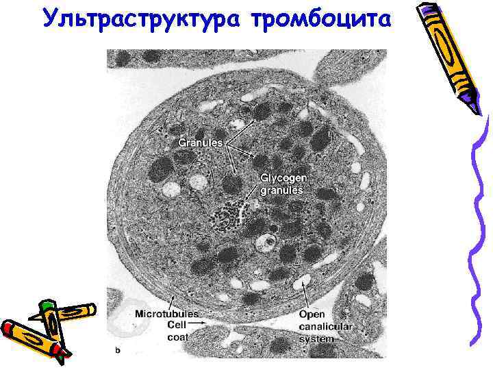 Ультраструктура тромбоцита 