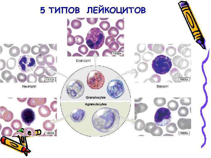 5 ТИПОВ ЛЕЙКОЦИТОВ 