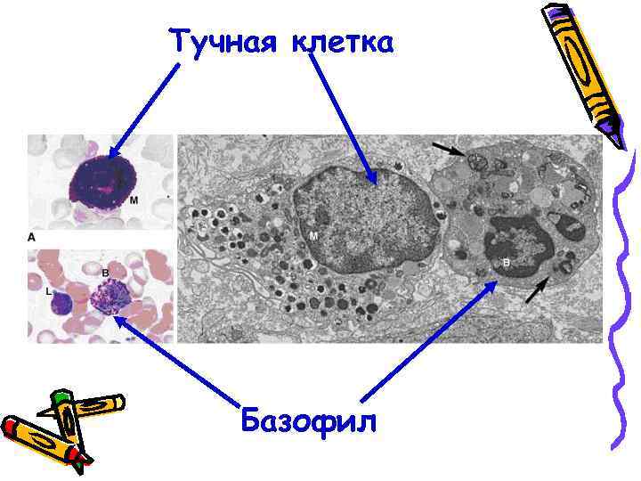 Тучная клетка Базофил 